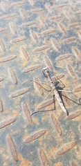 Coenomantis kraussiana