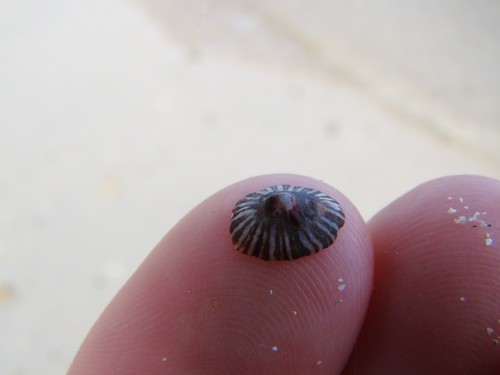 Siphonariidae