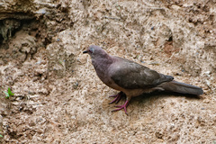 Patagioenas plumbea