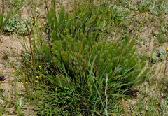 Serruria brownii
