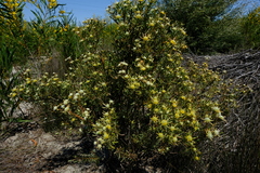 Leucadendron cinereum