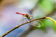 Sympetrum cordulegaster