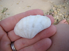 Tridacninae
