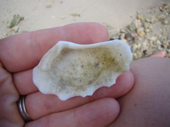 Tridacninae