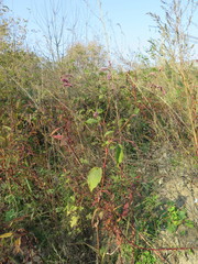 Persicaria pilosa