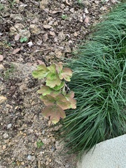 Paeonia × suffruticosa