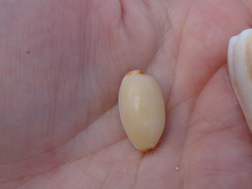 Isabella Cowry