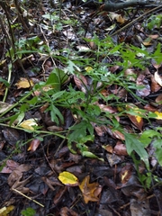 Magnoliopsida