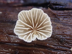 Marasmiellus affixus