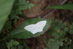 Acropteris ciniferaria