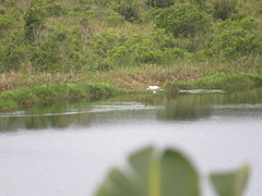 Nettapus auritus