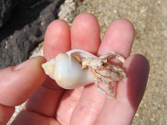 Gibberulus gibberulus
