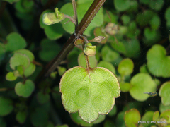 Scutellaria novae-zelandiae