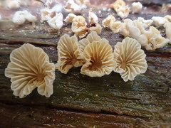 Marasmiellus affixus