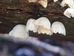 Marasmiellus affixus