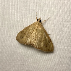 Hyalobathra