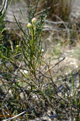 Serruria linearis