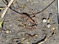 Lepidoptera