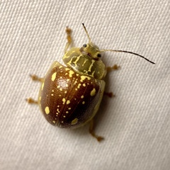 Paropsis marmorea