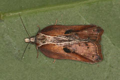 Acleris cristana