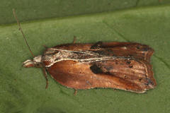 Acleris cristana