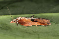 Acleris cristana