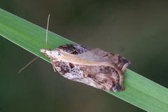 Acleris cristana