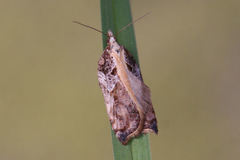 Acleris cristana