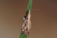 Acleris cristana
