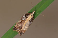 Acleris cristana