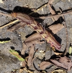 Lepidoptera