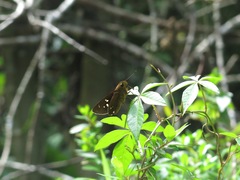 Polytremis lubricans