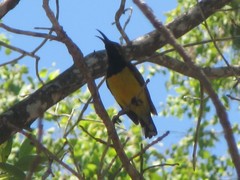 Cinnyris jugularis frenatus