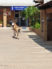 Alcelaphus buselaphus