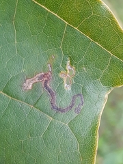 Stigmella aceris