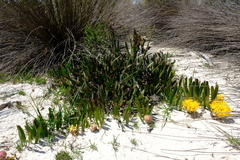 Leucospermum hypophyllocarpodendron