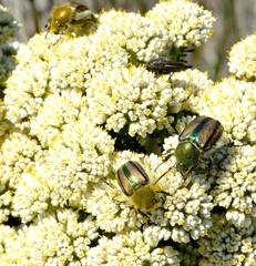 Stegopterus vittatus