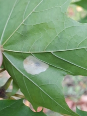 Phyllonorycter joannisi
