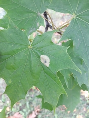 Phyllonorycter joannisi