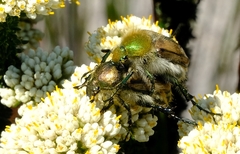 Stegopterus vittatus