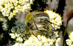Stegopterus vittatus
