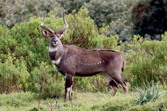 Tragelaphus buxtoni