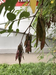 Robinia pseudoacacia
