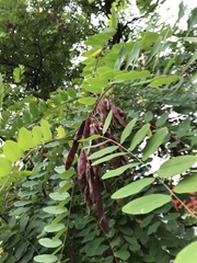 Robinia pseudoacacia