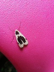 Thysanoptyx incurvata