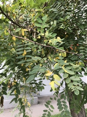 Robinia pseudoacacia