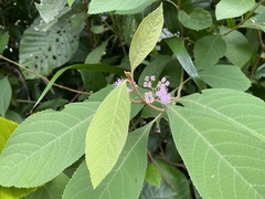 Callicarpa longifolia