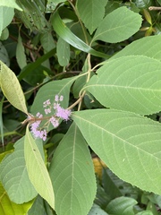 Callicarpa longifolia