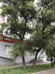 Robinia pseudoacacia