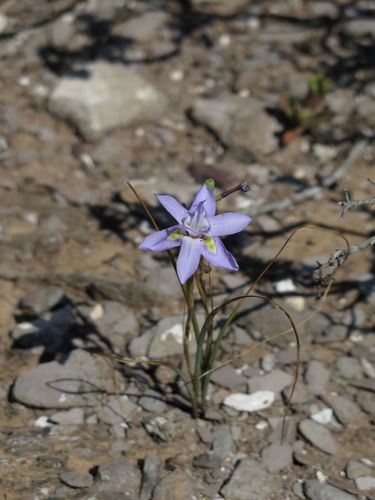Lazul Tulp (Moraea lazulina)